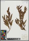 Foto von Salix alba L. x Salix pentandra L.